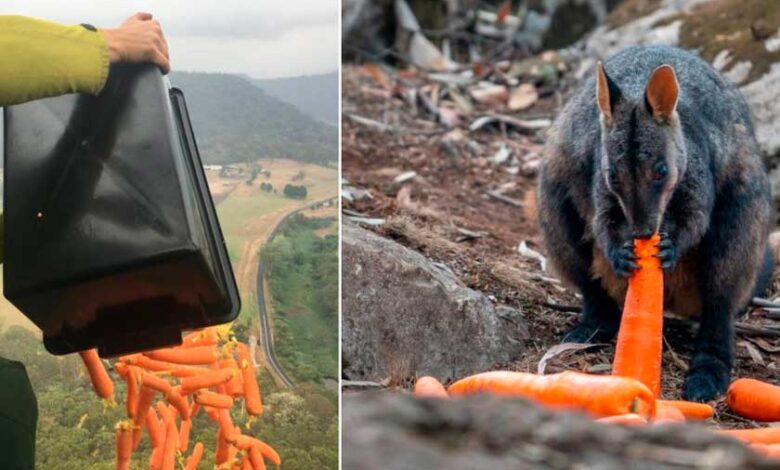 Helicópteros lanzan verduras para los animales de Australia