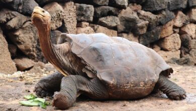 Diego, la tortuga que salvó a su especie