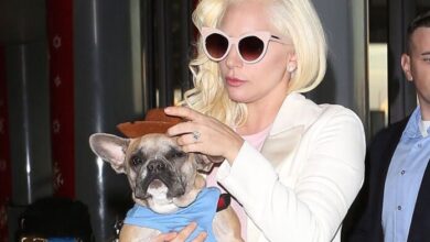 Captan momento en que balean a paseador de perros de Lady Gaga