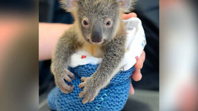 Adopta un koala, podrían tener una última oportunidad