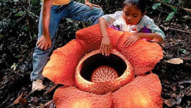 Conoce a la Rafflesia