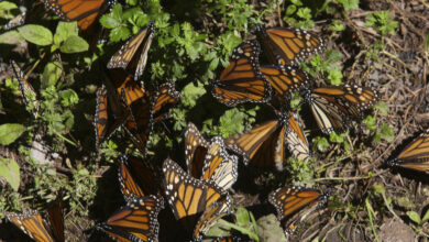 Persiste tala en reserva de mariposa monarca