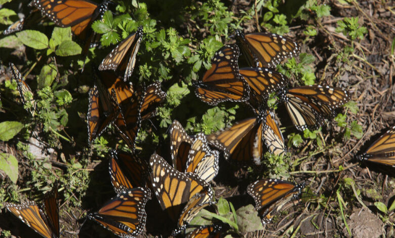 Persiste tala en reserva de mariposa monarca