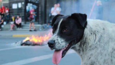 Marcha fake para llevar a perrito manifestante al doc