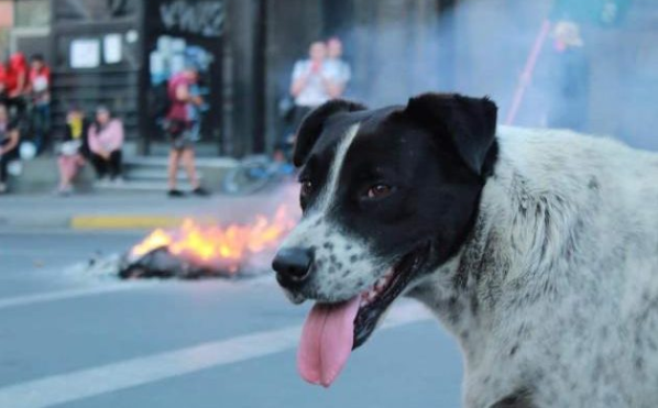 Marcha fake para llevar a perrito manifestante al doc