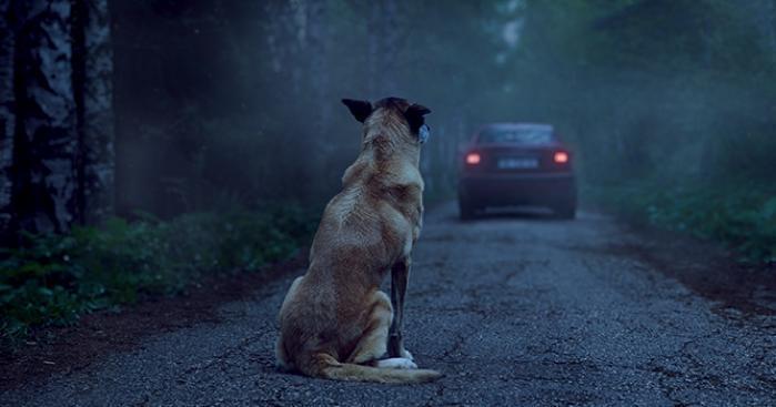 Dueños abandonan a perrito por irse de viaje