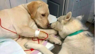 Perrito ayuda a veterinario a calmar mascotas enfermas