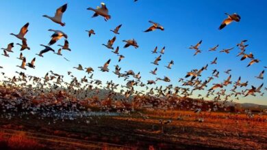 Cambio climático afecta migración de aves, revela investigación