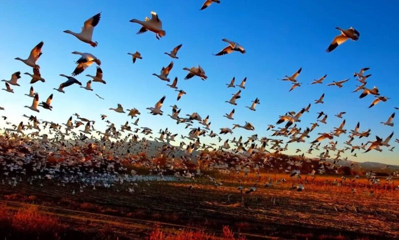 Cambio climático afecta migración de aves, revela investigación