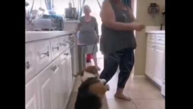 Video: Conoce al perrito que baila reguetón