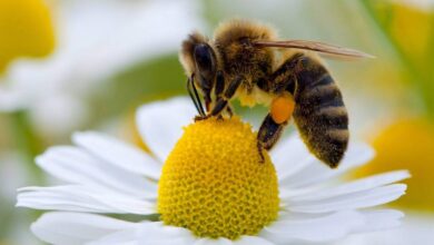 ¿Son las abejas los animales más importantes del mundo?