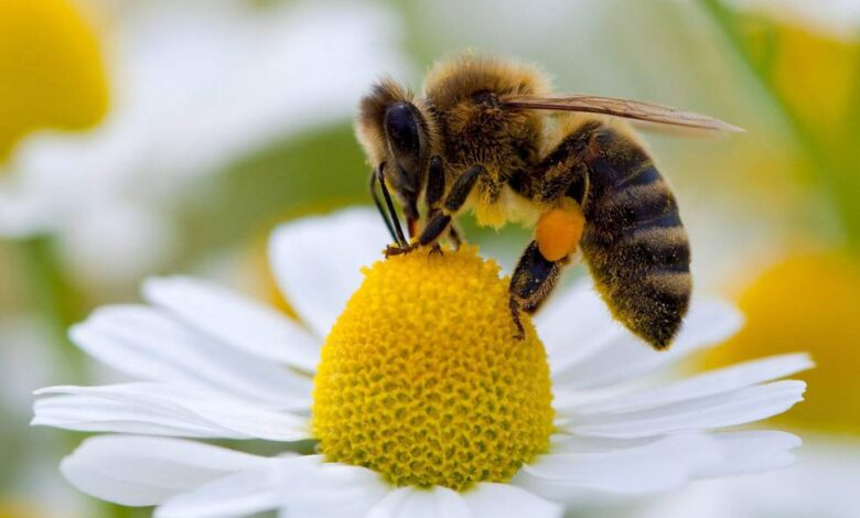 ¿Son las abejas los animales más importantes del mundo?