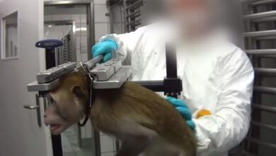 Evidencian tortura y maltrato animal en laboratorios