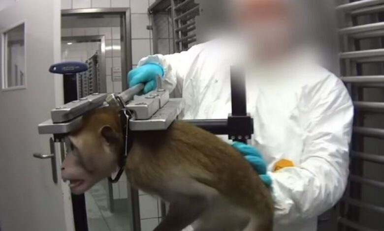 Evidencian tortura y maltrato animal en laboratorios