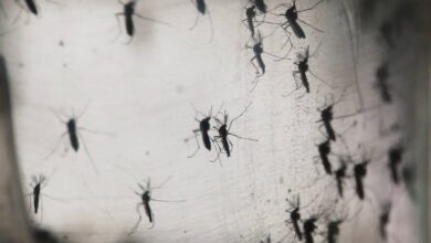 ¿Aumento de dengue se debe al cambio climático?