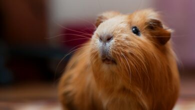 En Ecuador se podrían comer a tu mascota