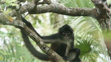 Caza, venta ilegal y deforestación pone en riesgo a primates