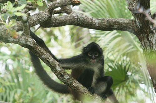 Caza, venta ilegal y deforestación pone en riesgo a primates