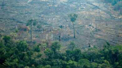 Amazonia, defensa natural contra calentamiento global
