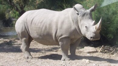 Salvarían a rinoceronte blanco del norte de la extinción