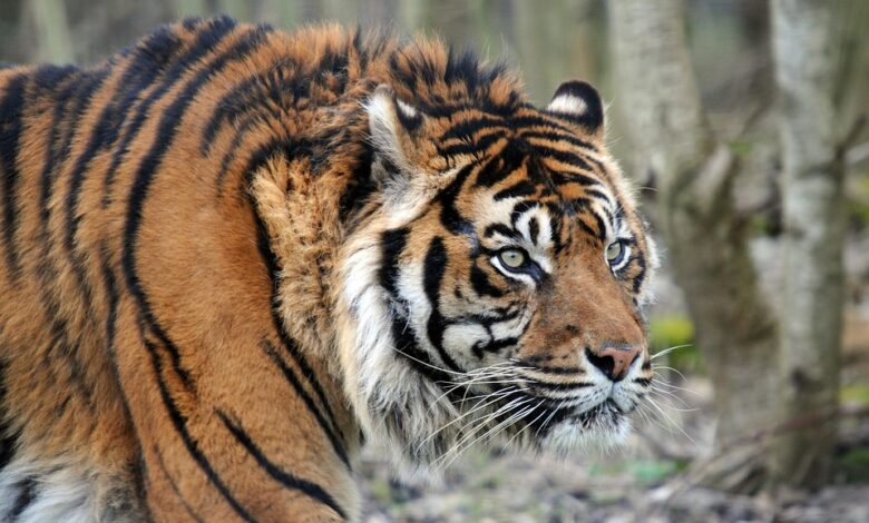 Felino escapa de su dueño en plena carretera