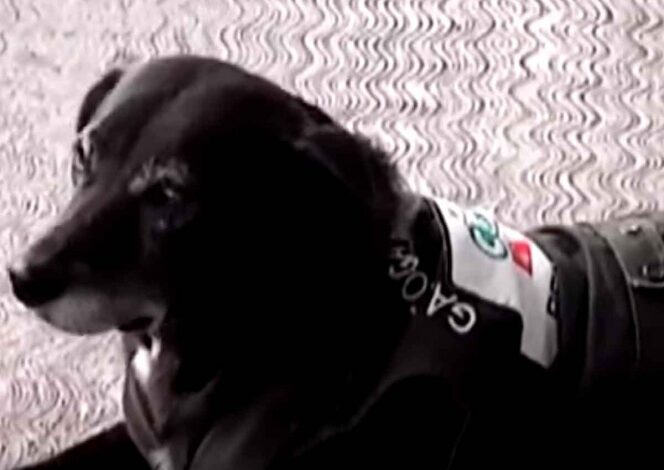 Negrita, la perrita que trabaja en una gasolinera