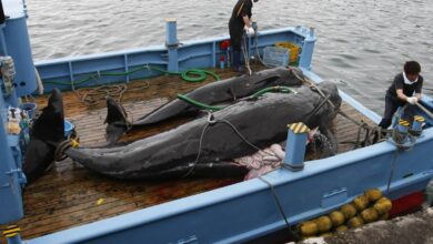 Reanuda Japón captura comercial de ballenas