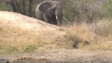 Elefante salva a bebé impala de leopardo