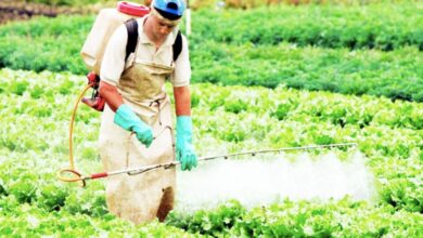 Agrotóxicos atentan contra salud de tierras agrícolas y pobladores