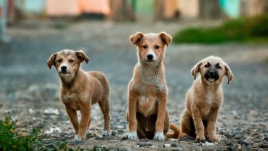 Veracruz continúa estancado en protección animal