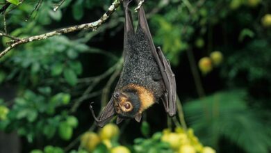Deforestación pone en riesgo a murciélagos