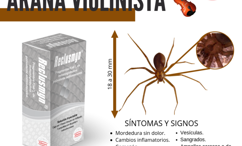 Lanzan antiveneno contra araña violinista