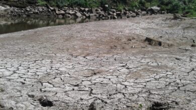 Deja sequía estragos  en Veracruz