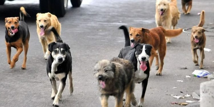 Legislador ruso propone usar perros callejeros para limpiar minas de Ucrania