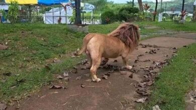 Supuesto “león” se hizo tendencia en redes sociales
