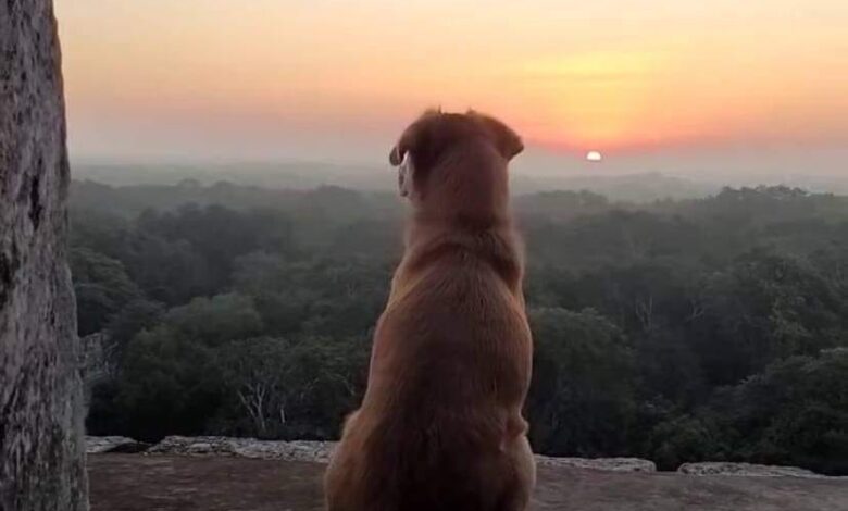 Viralizan a ‘Osita‘, la perrita guardiana de Chichén Itzá