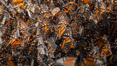 Santuarios de la mariposa monarca en Michoacán abrirán este viernes