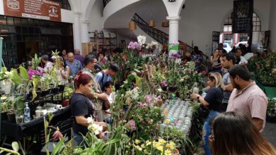 Invitan al Festival Internacional de la Orquídea en Coatepec