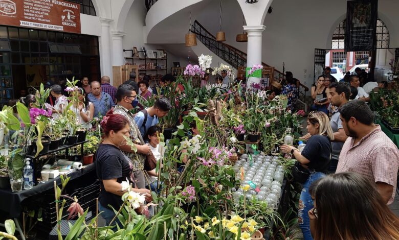 Invitan al Festival Internacional de la Orquídea en Coatepec
