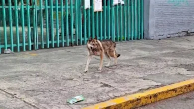Rescatan a Lobo que se había escapado del Zoológico de San Juan de Aragón