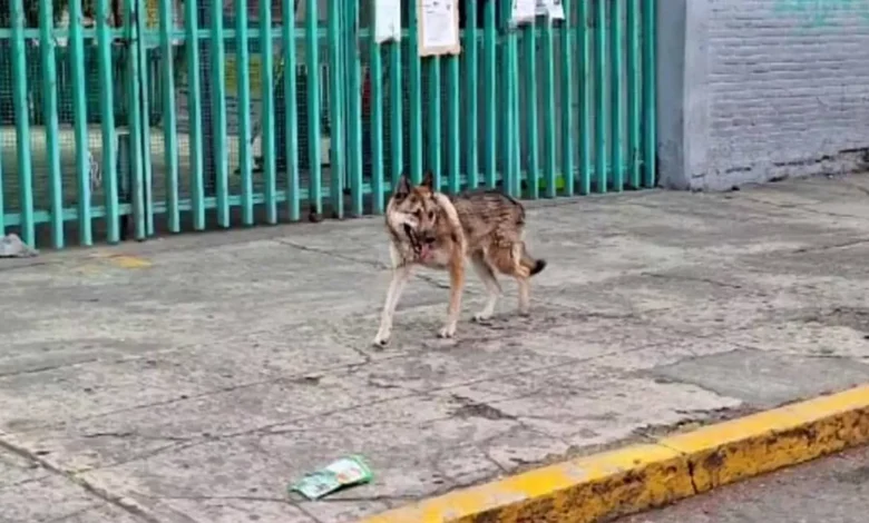 Rescatan a Lobo que se había escapado del Zoológico de San Juan de Aragón