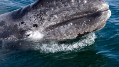 Ballenas grises estarían muriendo de hambre por el cambio climático