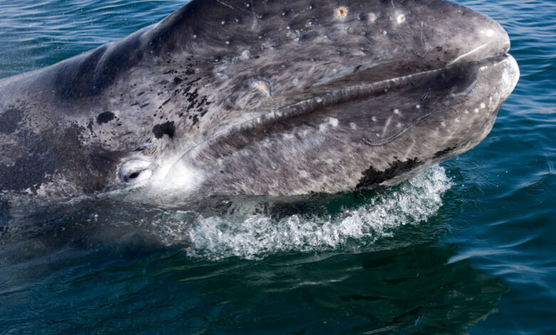 Ballenas grises estarían muriendo de hambre por el cambio climático