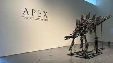 Subastan esqueleto del dinosaurio «Apex» como  el fósil más caro de la historia