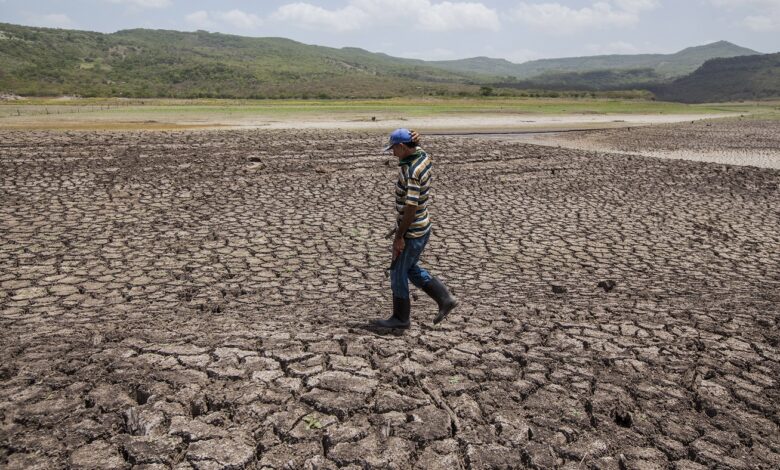 Sequía y desertificación ponen en riesgo a todos los ecosistemas