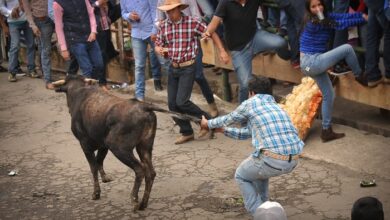 Los animales tienen derechos porque son «personas no humanas»: EPAT