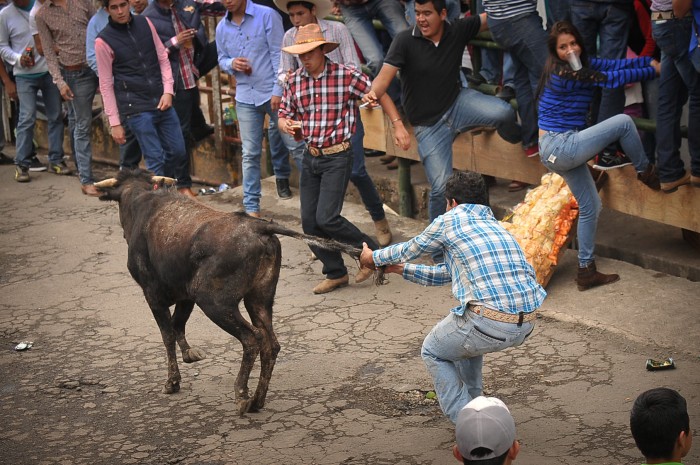 Los animales tienen derechos porque son «personas no humanas»: EPAT