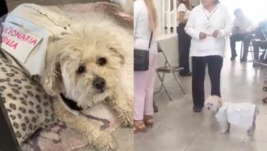 Perrita funcionaria de casilla en Puebla se hace viral